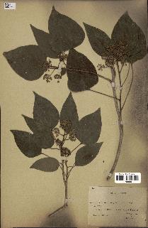 spécimen de Hedera nepalensis