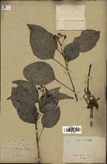 spécimen de Hedera nepalensis