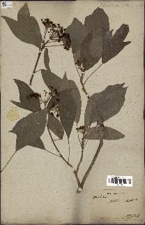 spécimen de Hedera nepalensis