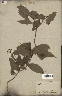 spécimen de Hedera nepalensis