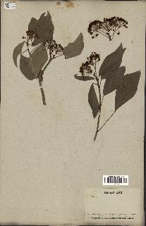 spécimen de Hedera nepalensis
