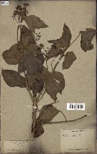 spécimen de Hedera nepalensis