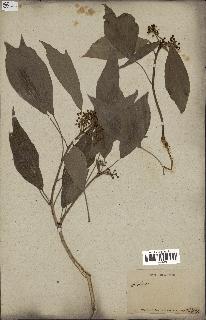 spécimen de Hedera nepalensis