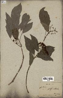 spécimen de Hedera nepalensis