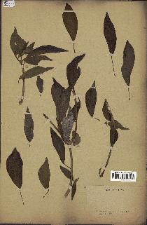 spécimen de Hedera nepalensis