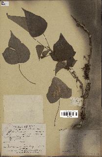 spécimen de Hedera nepalensis