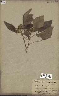 spécimen de Hedera nepalensis