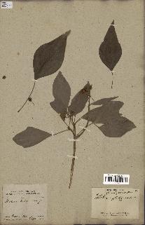 spécimen de Hedera nepalensis