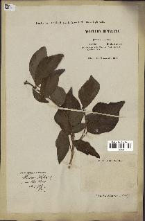 spécimen de Hedera nepalensis