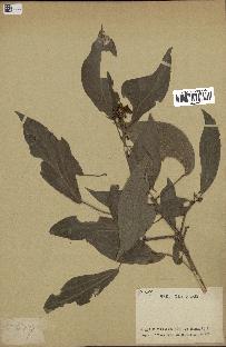 spécimen de Hedera nepalensis