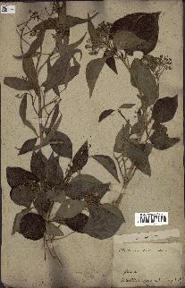 spécimen de Hedera nepalensis