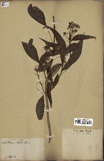 spécimen de Hedera nepalensis