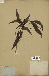 spécimen de Hedera nepalensis