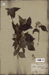 spécimen de Hedera nepalensis