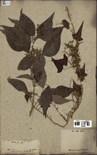 spécimen de Hedera nepalensis