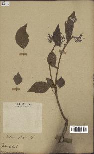 spécimen de Hedera nepalensis