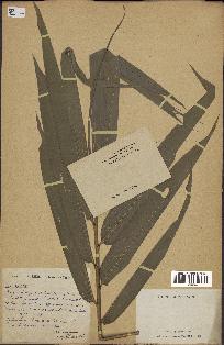 spécimen de indet.