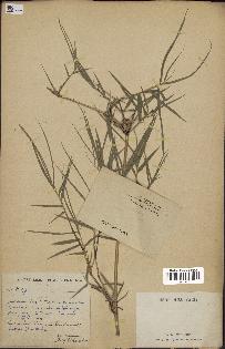 spécimen de indet.