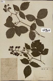 spécimen de Rubus hyperanthus