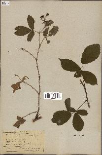 spécimen de Rubus humilis