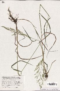 spécimen de Agrostis gigantea