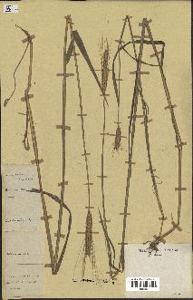 spécimen de Triticum monococcum