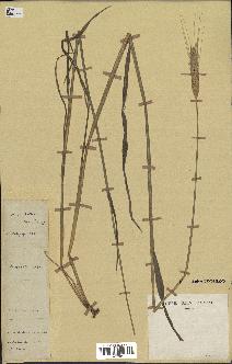 spécimen de Triticum monococcum