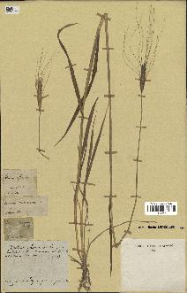 spécimen de Triticum monococcum