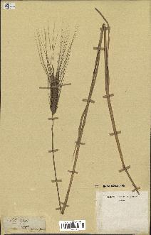 spécimen de Triticum sativum