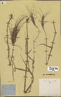 spécimen de Triticum sativum