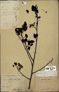 spécimen de Pyrus pashia