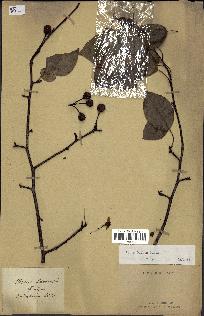spécimen de Pyrus pashia