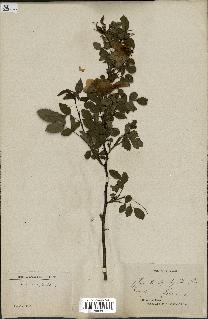 spécimen de Rosa trachyphylla
