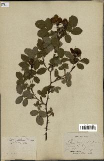 spécimen de Rosa trachyphylla