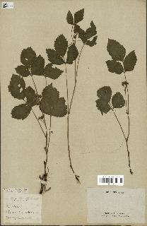 spécimen de Rubus saxatilis