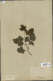 spécimen de Rubus saxatilis