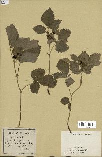 spécimen de Rubus saxatilis