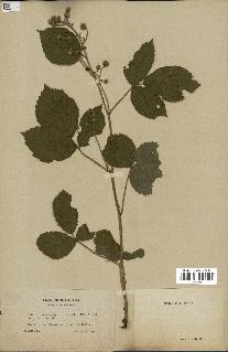 spécimen de Rubus saxatilis