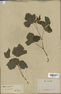 spécimen de Rubus saxatilis