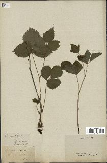 spécimen de Rubus saxatilis