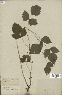 spécimen de Rubus saxatilis