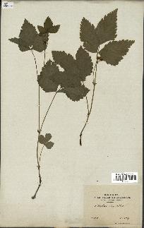 spécimen de Rubus saxatilis