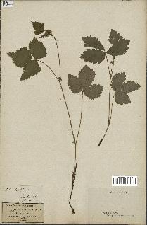 spécimen de Rubus saxatilis