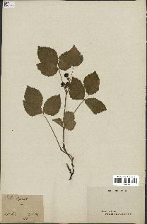 spécimen de Rubus saxatilis