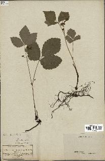 spécimen de Rubus saxatilis