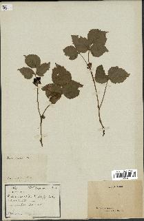 spécimen de Rubus saxatilis