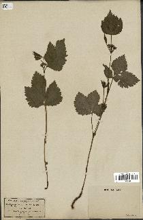 spécimen de Rubus saxatilis