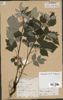 spécimen de Rubus saxatilis