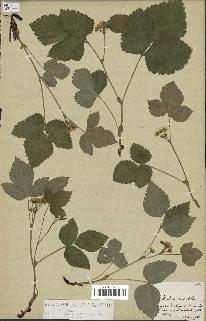 spécimen de Rubus saxatilis