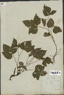 spécimen de Rubus saxatilis